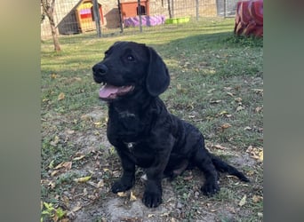 Cody ein kleiner zum Knuddeln