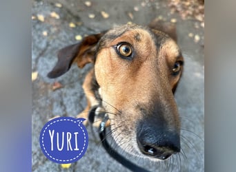 Yuri ein aussortierter Jagdhund