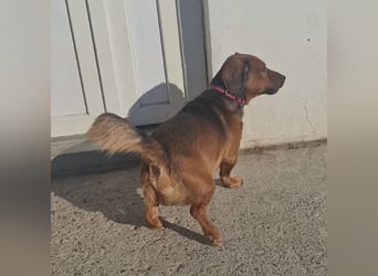 Niki ein fröhlicher kleiner Spatz
