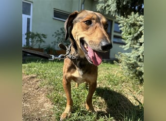 Yuri ein aussortierter Jagdhund