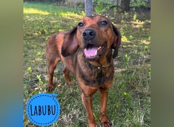 Labubu ein Engel auf Erden