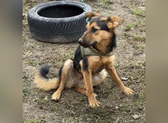 Zen ein sehr lieber gutmütiger Rüde