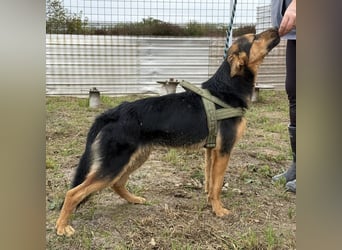 Zen ein sehr lieber gutmütiger Rüde