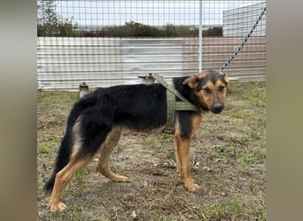 Zen ein sehr lieber gutmütiger Rüde