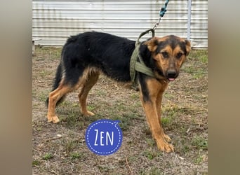 Zen ein sehr lieber gutmütiger Rüde