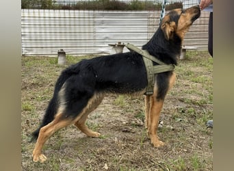 Zen ein sehr lieber gutmütiger Rüde