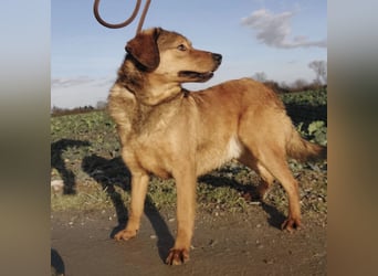 Toro ein zarter Rüde