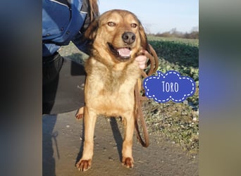 Toro ein zarter Rüde