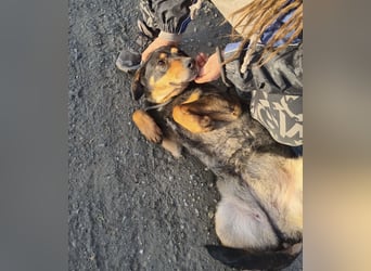 Zaira eine sanfte Seele