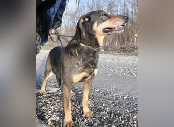 Zaira eine sanfte Seele