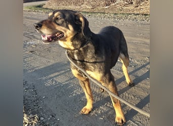 Zaira eine sanfte Seele