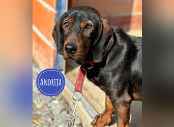 Andrija ein gebrochener Engel