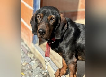 Andrija ein gebrochener Engel