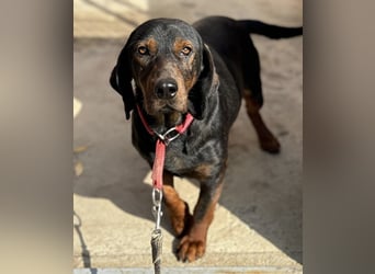 Andrija ein gebrochener Engel