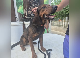 Dago - ein liebenswerter, lernbegieriger, einfach grossartiger Kerl wartet auf seine Chance!