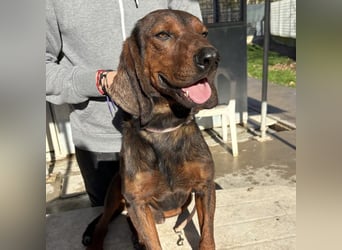 Dago - ein liebenswerter, lernbegieriger, einfach grossartiger Kerl wartet auf seine Chance!