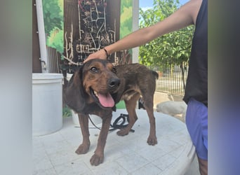 Dago - ein liebenswerter, lernbegieriger, einfach grossartiger Kerl wartet auf seine Chance!