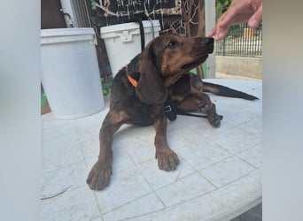 Dago - ein liebenswerter, lernbegieriger, einfach grossartiger Kerl wartet auf seine Chance!