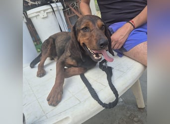 Dago - ein liebenswerter, lernbegieriger, einfach grossartiger Kerl wartet auf seine Chance!