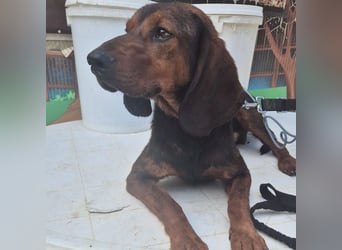 Dago - ein liebenswerter, lernbegieriger, einfach grossartiger Kerl wartet auf seine Chance!