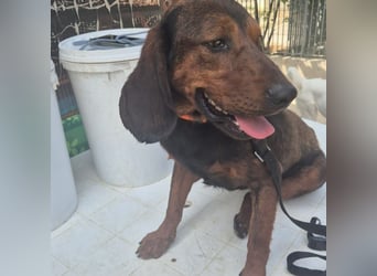 Dago - ein liebenswerter, lernbegieriger, einfach grossartiger Kerl wartet auf seine Chance!