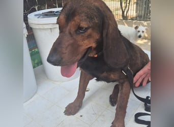 Dago - ein liebenswerter, lernbegieriger, einfach grossartiger Kerl wartet auf seine Chance!