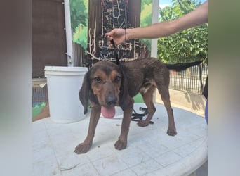 Dago - ein liebenswerter, lernbegieriger, einfach grossartiger Kerl wartet auf seine Chance!