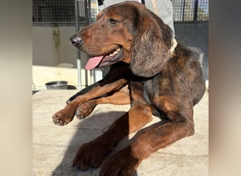 Dago - ein liebenswerter, lernbegieriger, einfach grossartiger Kerl wartet auf seine Chance!