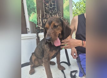 Dago - ein liebenswerter, lernbegieriger, einfach grossartiger Kerl wartet auf seine Chance!