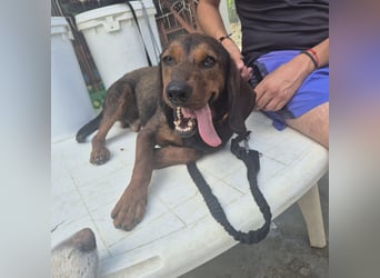 Dago - ein liebenswerter, lernbegieriger, einfach grossartiger Kerl wartet auf seine Chance!