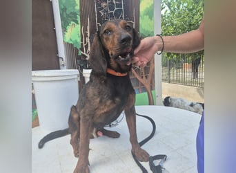 Dago - ein liebenswerter, lernbegieriger, einfach grossartiger Kerl wartet auf seine Chance!