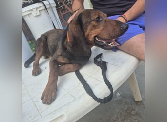 Dago - ein liebenswerter, lernbegieriger, einfach grossartiger Kerl wartet auf seine Chance!