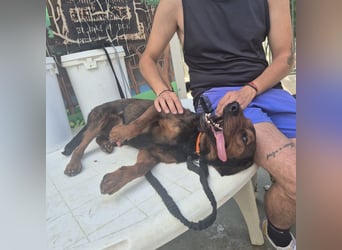 Dago - ein liebenswerter, lernbegieriger, einfach grossartiger Kerl wartet auf seine Chance!