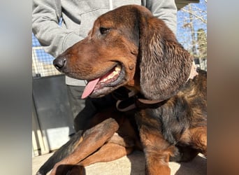 Dago - ein liebenswerter, lernbegieriger, einfach grossartiger Kerl wartet auf seine Chance!