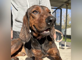 Dago - ein liebenswerter, lernbegieriger, einfach grossartiger Kerl wartet auf seine Chance!