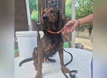 Dago - ein liebenswerter, lernbegieriger, einfach grossartiger Kerl wartet auf seine Chance!