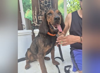 Dago - ein liebenswerter, lernbegieriger, einfach grossartiger Kerl wartet auf seine Chance!