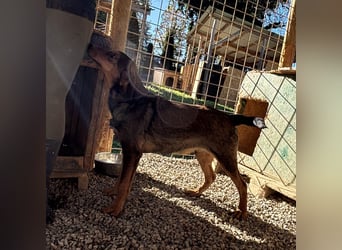 Rudi ein freundlicher Sonnenschein
