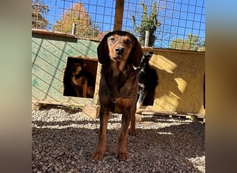Rudi ein freundlicher Sonnenschein