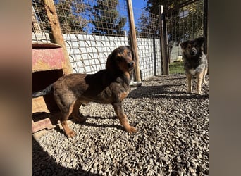 Rudi ein freundlicher Sonnenschein