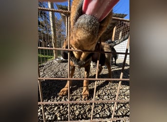 Rudi ein freundlicher Sonnenschein