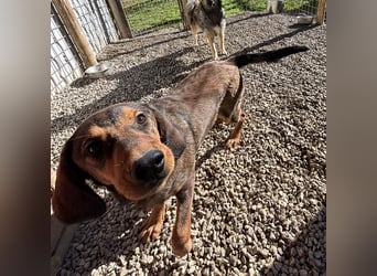 Rudi ein freundlicher Sonnenschein