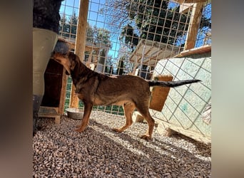 Rudi ein freundlicher Sonnenschein