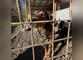 Rudi ein freundlicher Sonnenschein