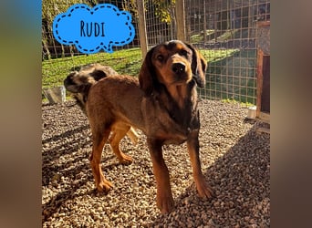 Rudi ein freundlicher Sonnenschein
