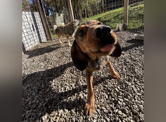 Rudi ein freundlicher Sonnenschein