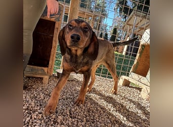 Rudi ein freundlicher Sonnenschein