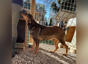 Rudi ein freundlicher Sonnenschein