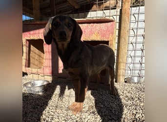 Rudi ein freundlicher Sonnenschein
