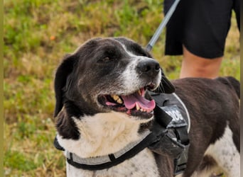 ❤️ :-) *ROBIN* - Kennt das Leben im Haus